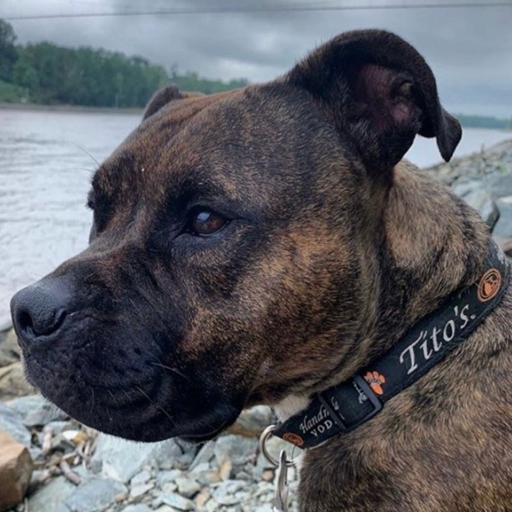 NWOT Tito’s Handmade Vodka Logo Dog Collar — Size M